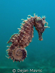 Swimming sea horse, just lifted from a murky seabed. Take... by Dejan Mavric 
